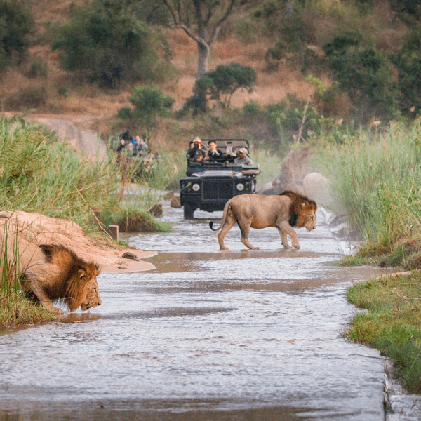 sudafrica-safari