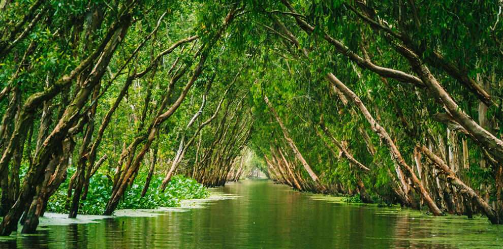 vietnam, canale racchiuso tra due file di alberi spionenti