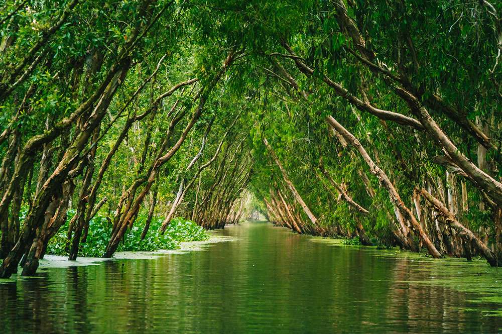 vietnam, canale racchiuso tra due file di alberi spionenti